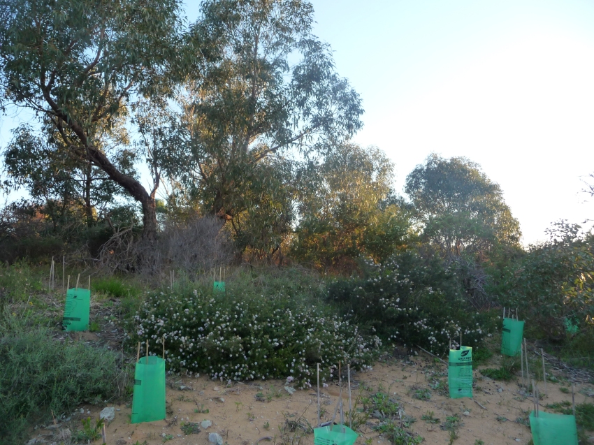 New Plantings Trigonomteric Park Perth