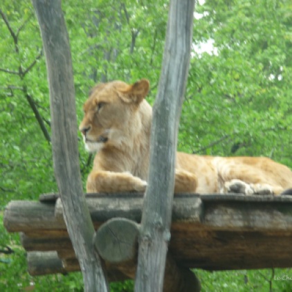 Lioness at Schoenbrunn Tiergarten