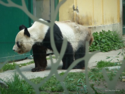 The pandas were quite happily wandering around
