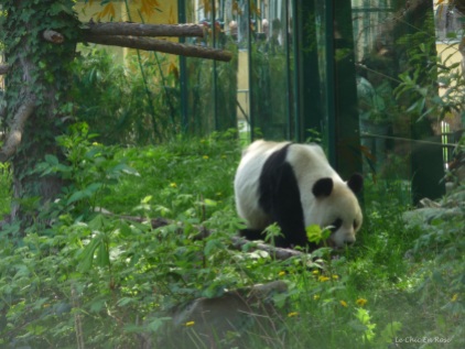 This could be one of the 2 parent pandas at the zoo, either Yang Yang the female or Long Hui the male