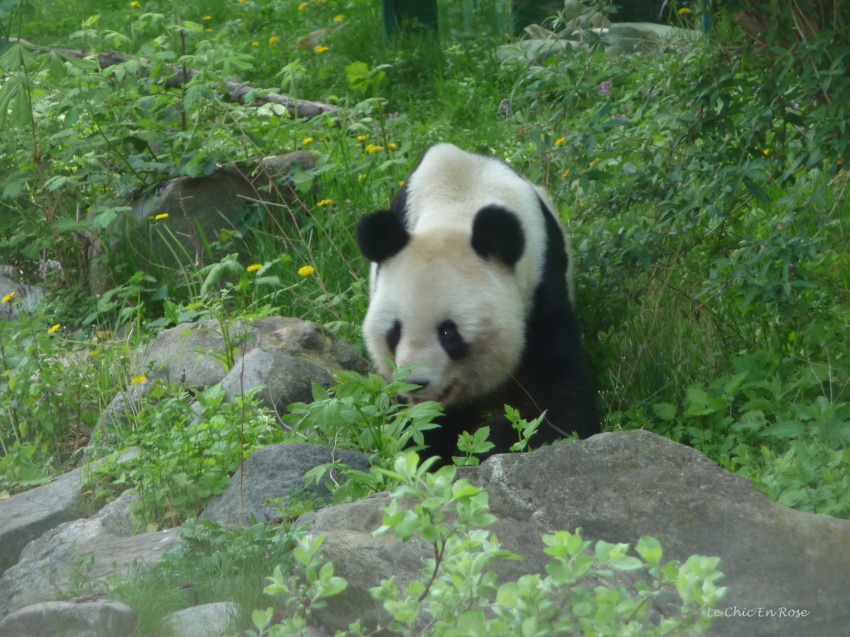 One of the 3 giant pandas who currently live in Schoenbrunn Tiergarten. There are 2 parents and their baby son.