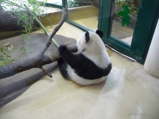 Yum! Tucking into a luncheon feast of bamboo shoots
