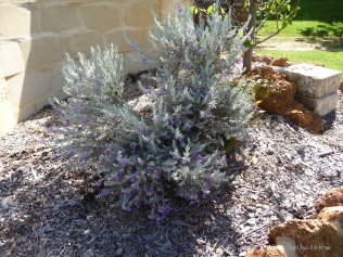 Lavender bushes
