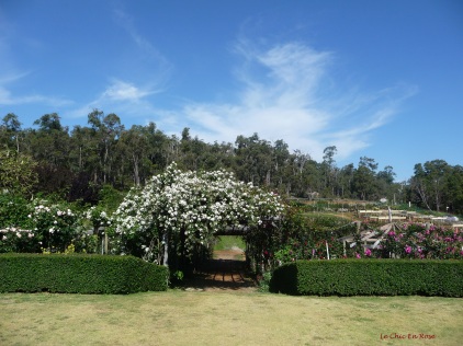 Approaching the rose- covered pergola and walkway