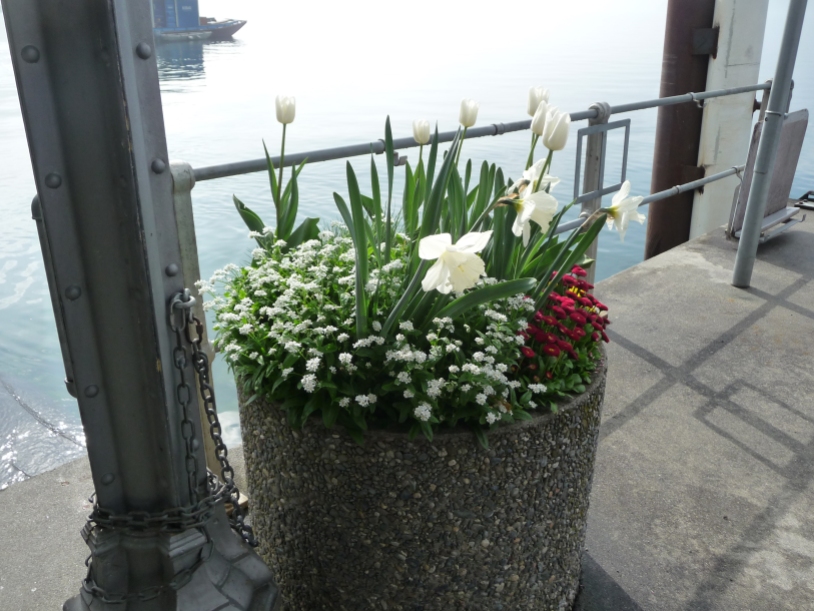 Display of flowers down by Weggis Quay