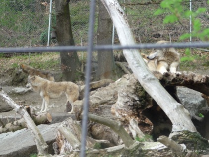 Wolves at the Alpenzoo