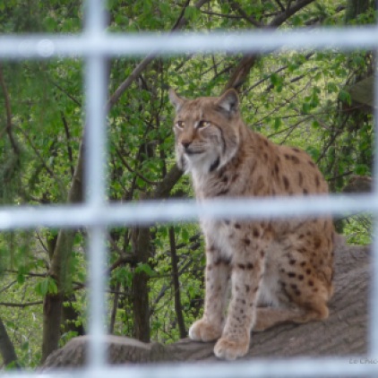 A lynx at Alpenzoo
