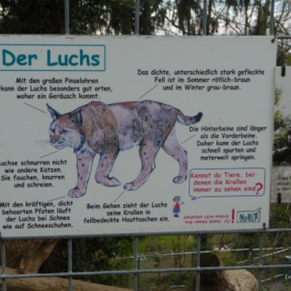 All about "der Luchs" or lynx in English!