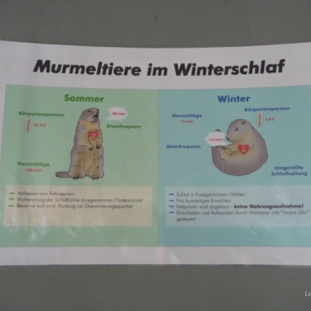An explanation of the marmot's hibernation "Winterschlaf"
