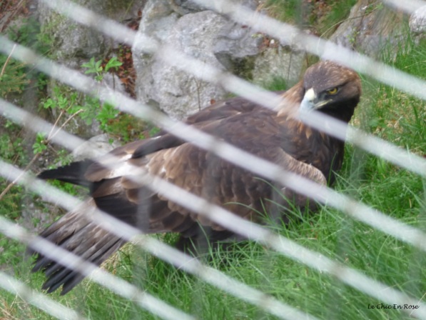 Eagle at Alpenzoo