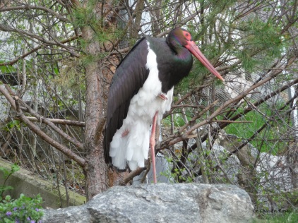 Black Stork at Alpenzoo