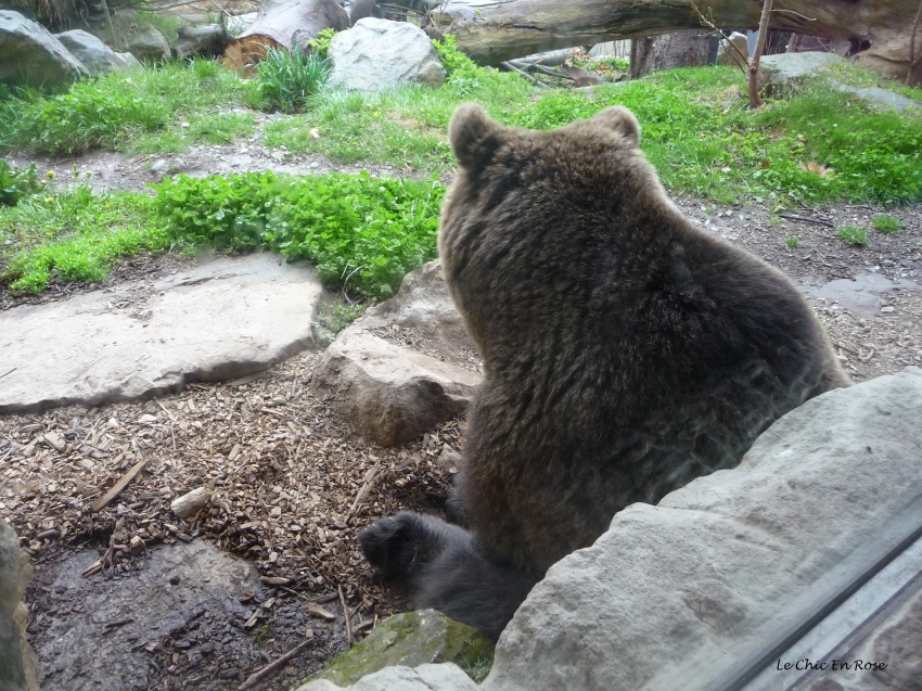 Brown bear enclosure Alpenzoo Innsbruck