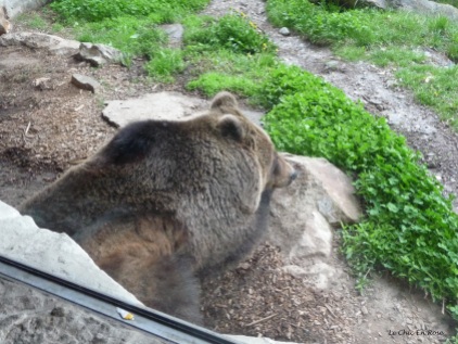 Brown bear resting in its enclosure