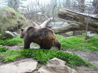Brown bear Alpenzoo Innsbruck