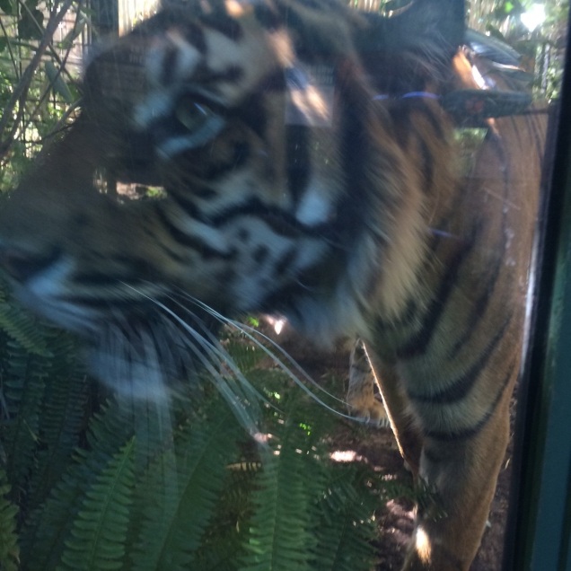 Tiger getting ready to pounce! Even behind the glass it was bit scary!