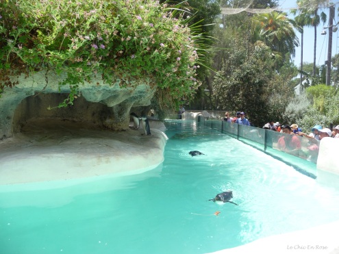 Penguins swimming in their enclosure at Perth Zoo