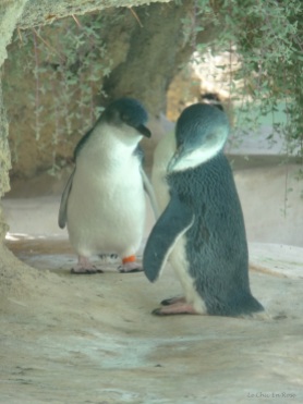 The penguins have always been a great favourite with our family!