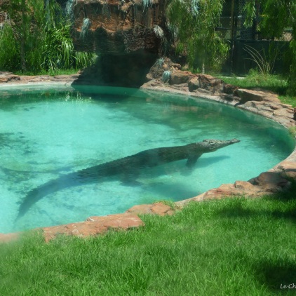 We found the crocodile chilling in his pool