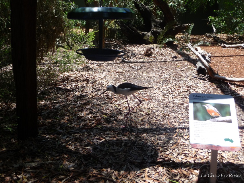 Native Australian bird enclosure. La Petite was fascinated by the birds and we spent quite a bit of time in here!