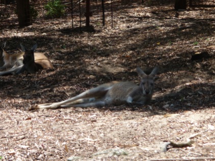 The kangaroos and wallabies were spending a relaxing day chilling in the shade