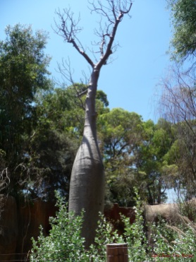Boab tree in the Australian Bushwalk enclosure