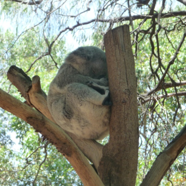 Koala snoozing up a tree at Perth Zoo