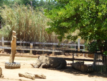 Rhinoceros relaxing in his enclosure