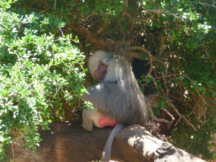 The impressive-looking baboon