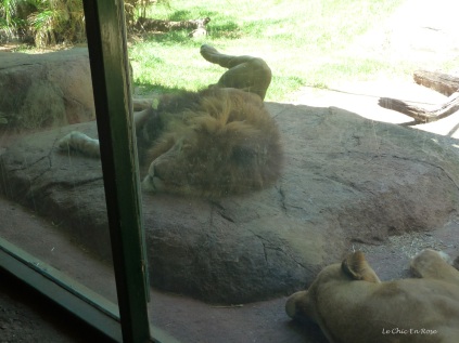 The lions were having a lazy day!