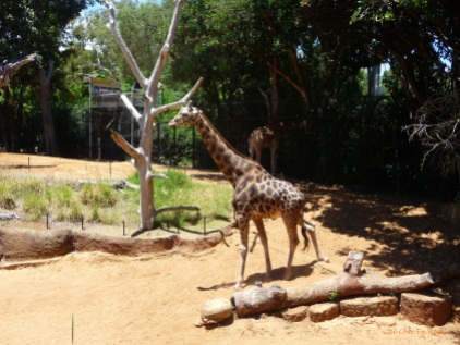 One of the giraffes started to walk towards us