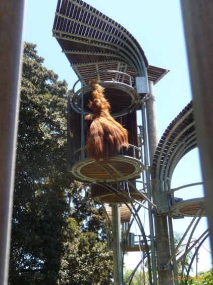 Orangutan having a play