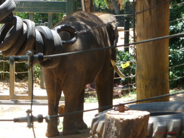 One of the herd of elephants at Perth Zoo