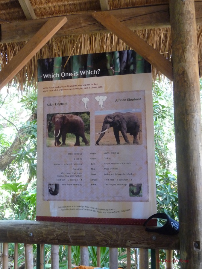 Explanation of the difference between African and Asian elephants. The ones at Perth Zoo are Asian ones.