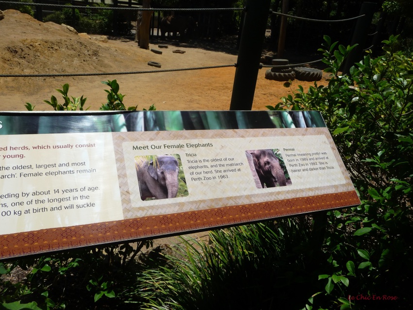 Information about the female elephants at Perth Zoo, Tricia and Permai