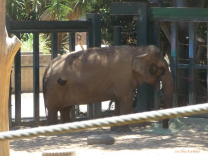 Elephant Perth Zoo