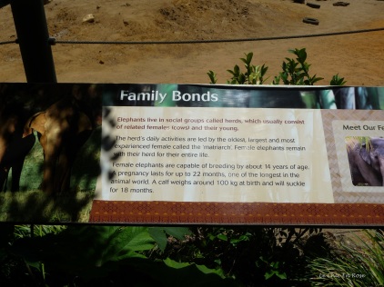 Information about the family bonds between the elephants. Tricia is the matriarch of the herd at Perth Zoo!