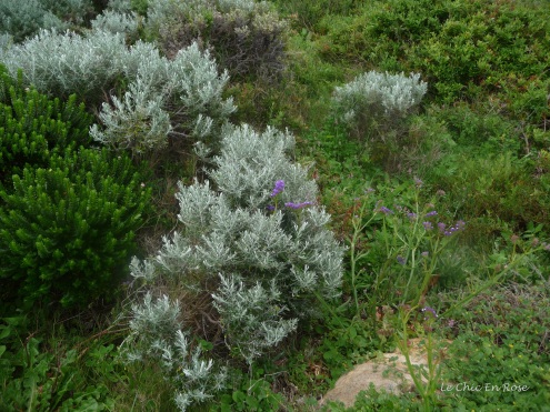 Vegetation in the Canal Rocks area