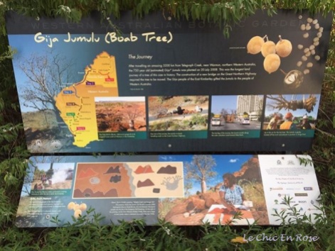 History of the Boab Tree in Kings Park and its successful relocation