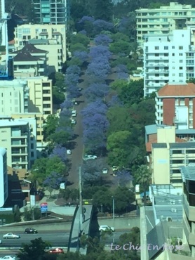 View overlooking the Jacarandas from office building central Perth