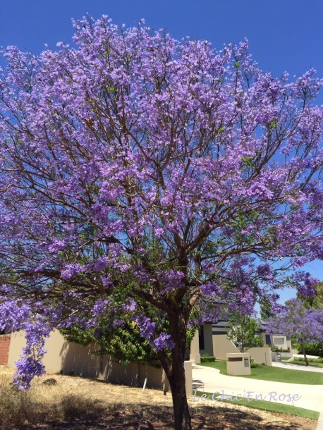 Jacaranda trees in full bloom in Perth