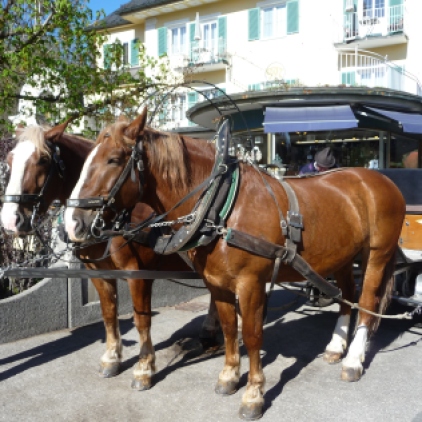 Horse and carriage stop right outside the Hotel Mueller Beer Garden