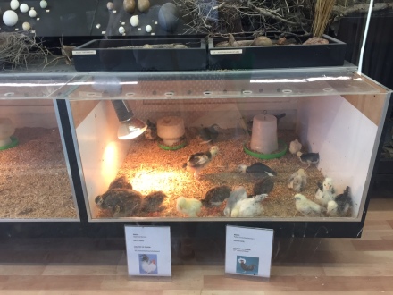Baby chicks in the nursery at Caversham