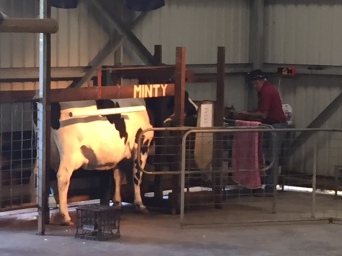 Brenda the Cow waiting to be milked. Minty was euphemistically mentioned so think she has sadly passed on.
