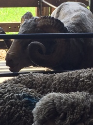Safely back in their pen with Pete the Ram next door!