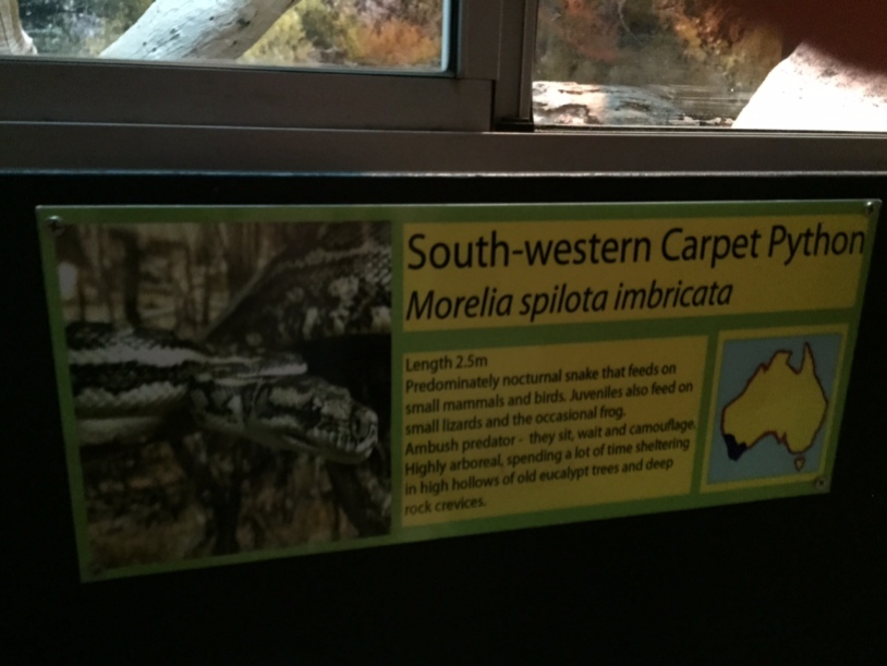 Information about the South-western Carpet Python