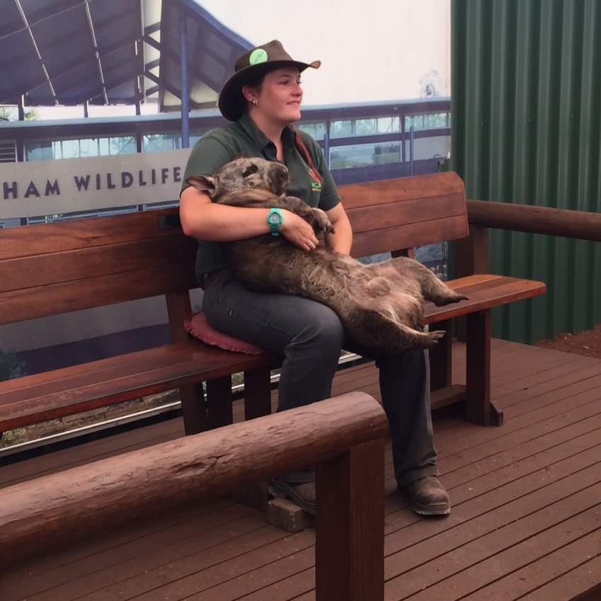 Neil the 20 kg Wombat with his keeper
