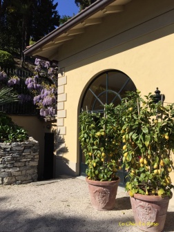 Wisteria and lemons outside the summer house of Villa Balbianello