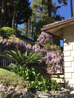 Wisteria - Spring At Villa del Balbianello