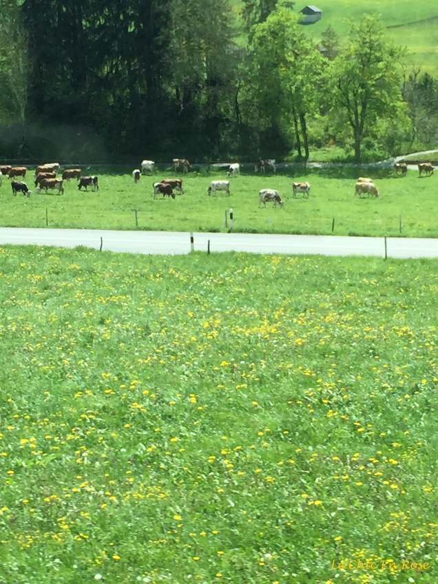 Spring flowers and Swiss cows