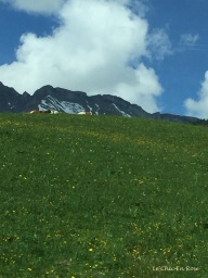 Swiss meadows